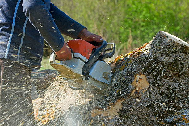 Residential Tree Removal in Blythewood, SC